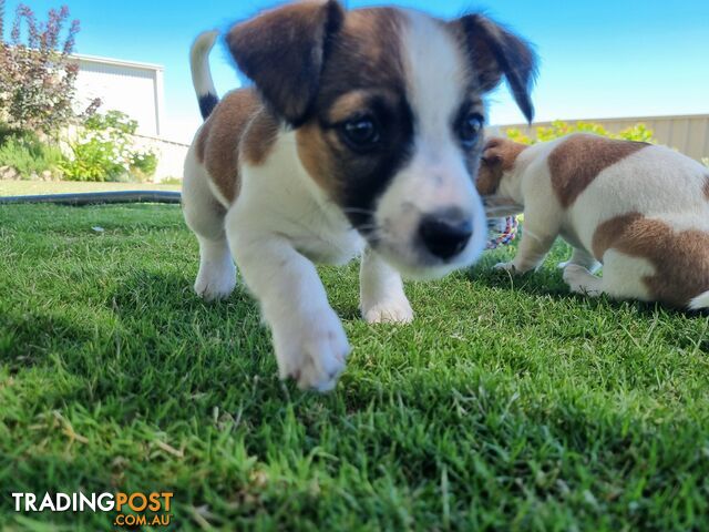 Jack Russel puppies