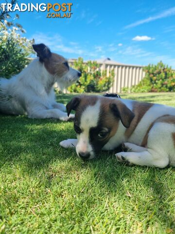 Jack Russel puppies