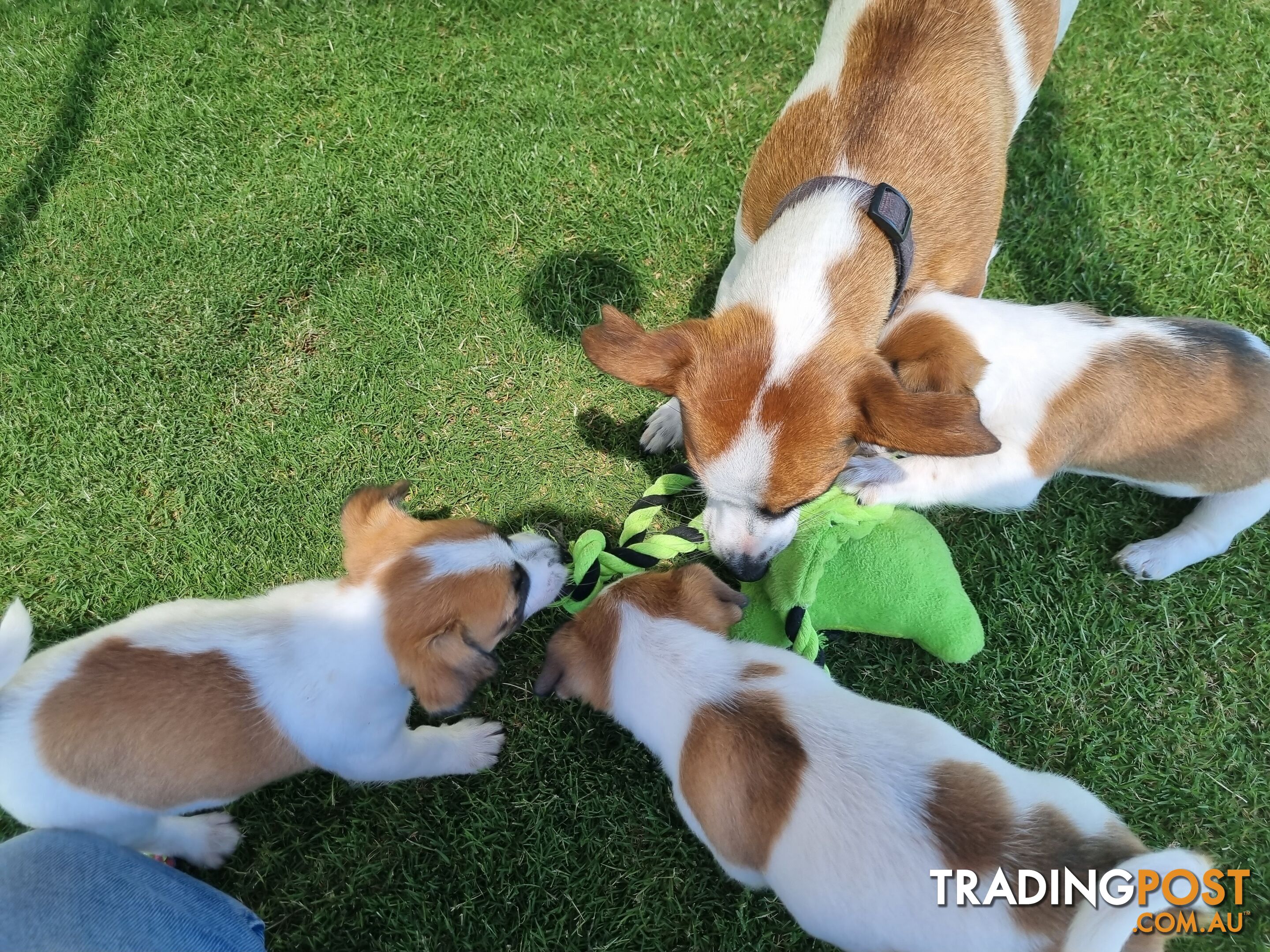 Jack Russel puppies