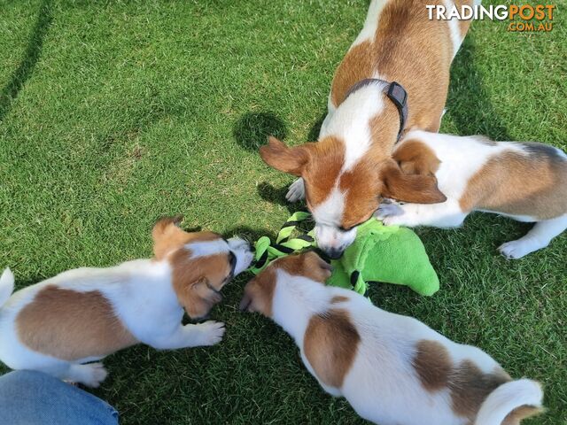 Jack Russel puppies