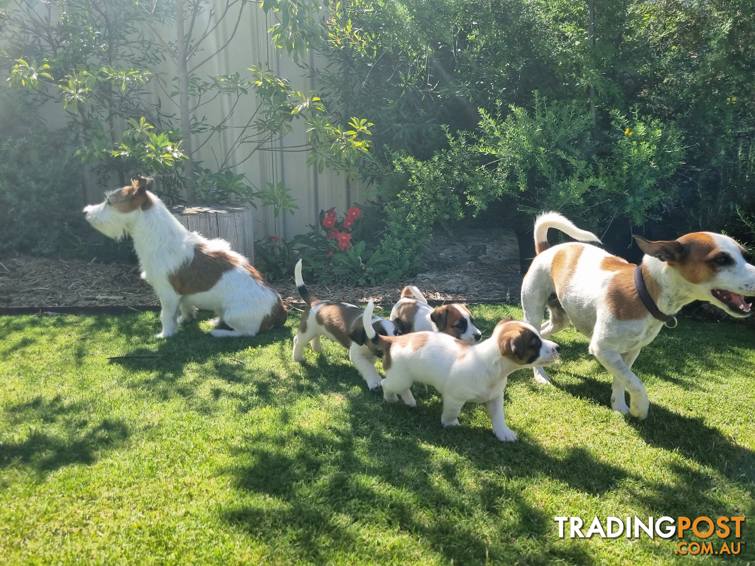 Jack Russel puppies