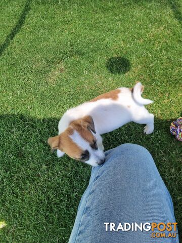 Jack Russel puppies