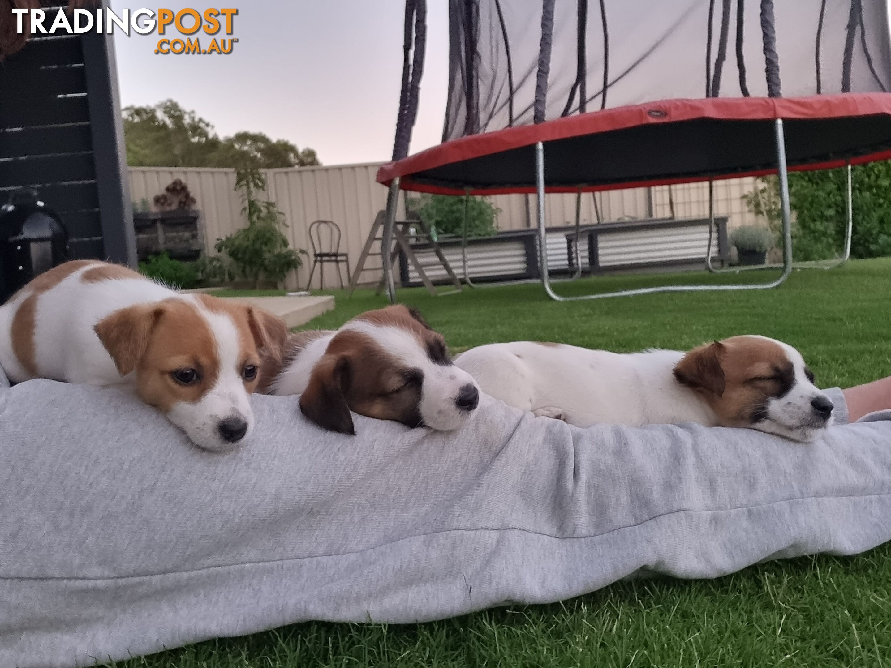 Jack Russel puppies