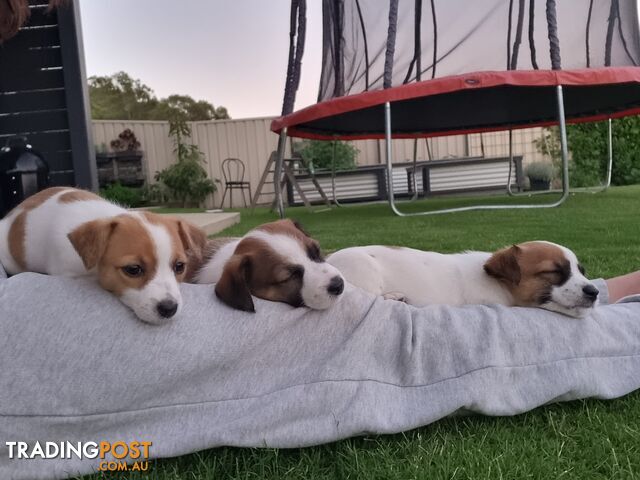 Jack Russel puppies