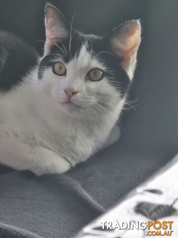 Domestic mixed British shorthair kitten