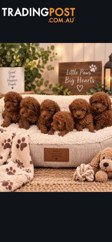 Toy Poodle Purebred Red Male Pups