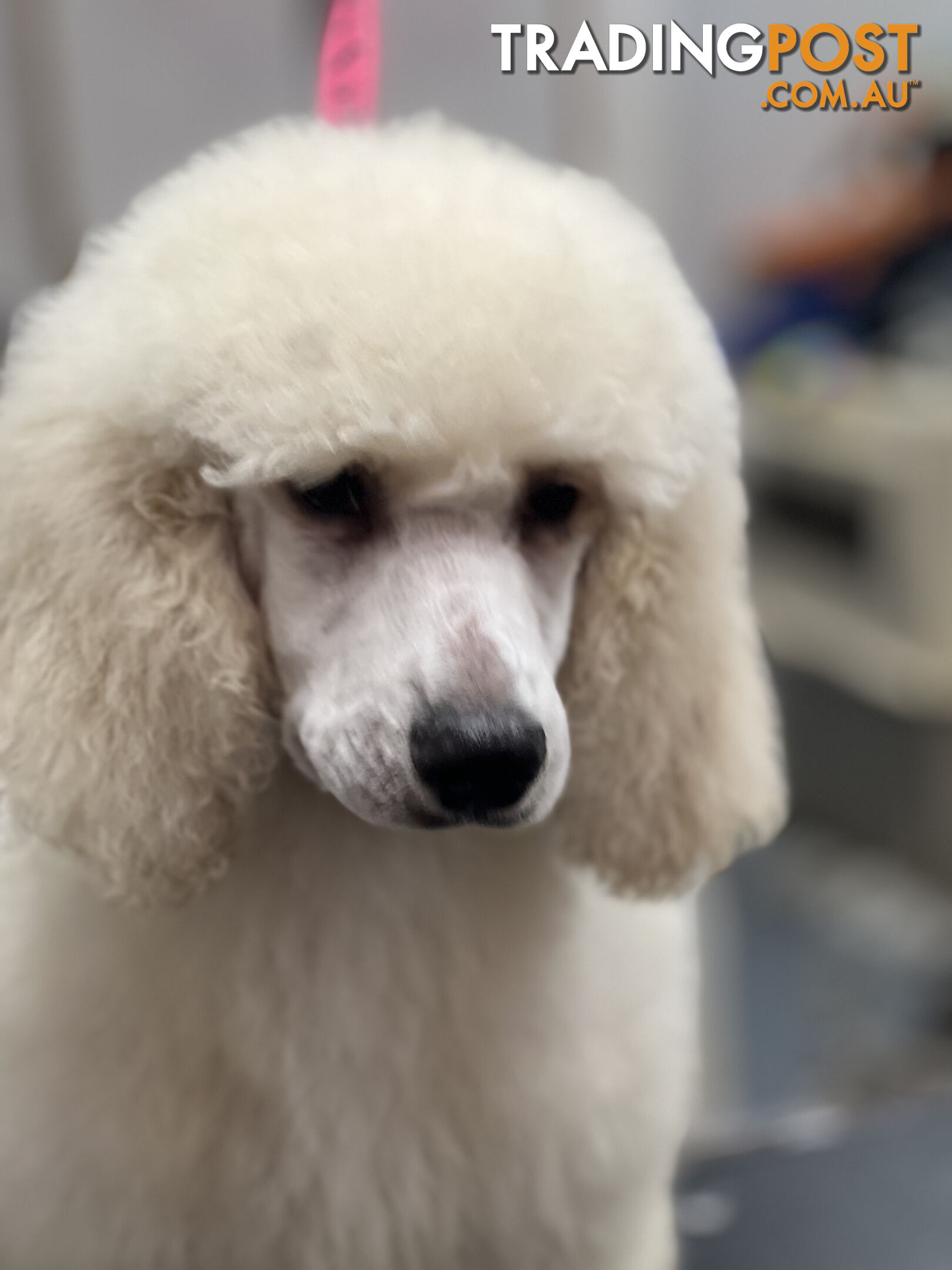 Temperament and personality Plus Standard Poodles