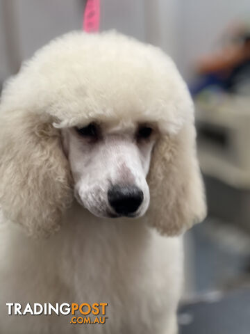 Temperament and personality Plus Standard Poodles