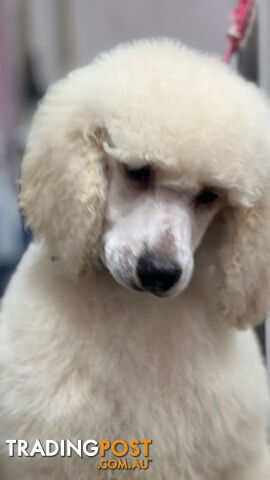 Temperament and personality Plus Standard Poodles