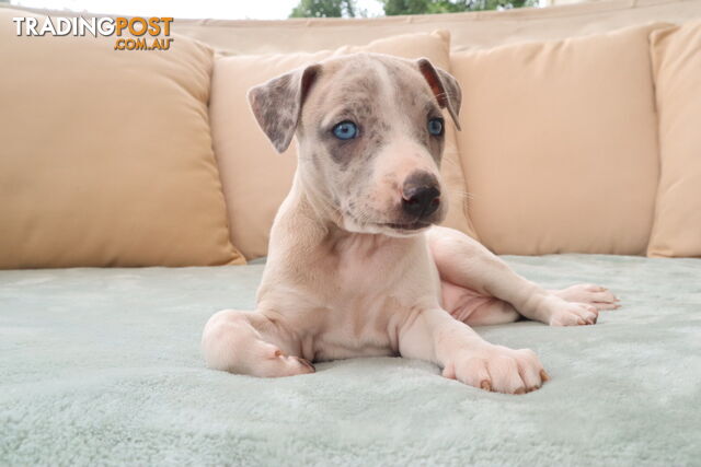 Purebred whippet puppies for sale!