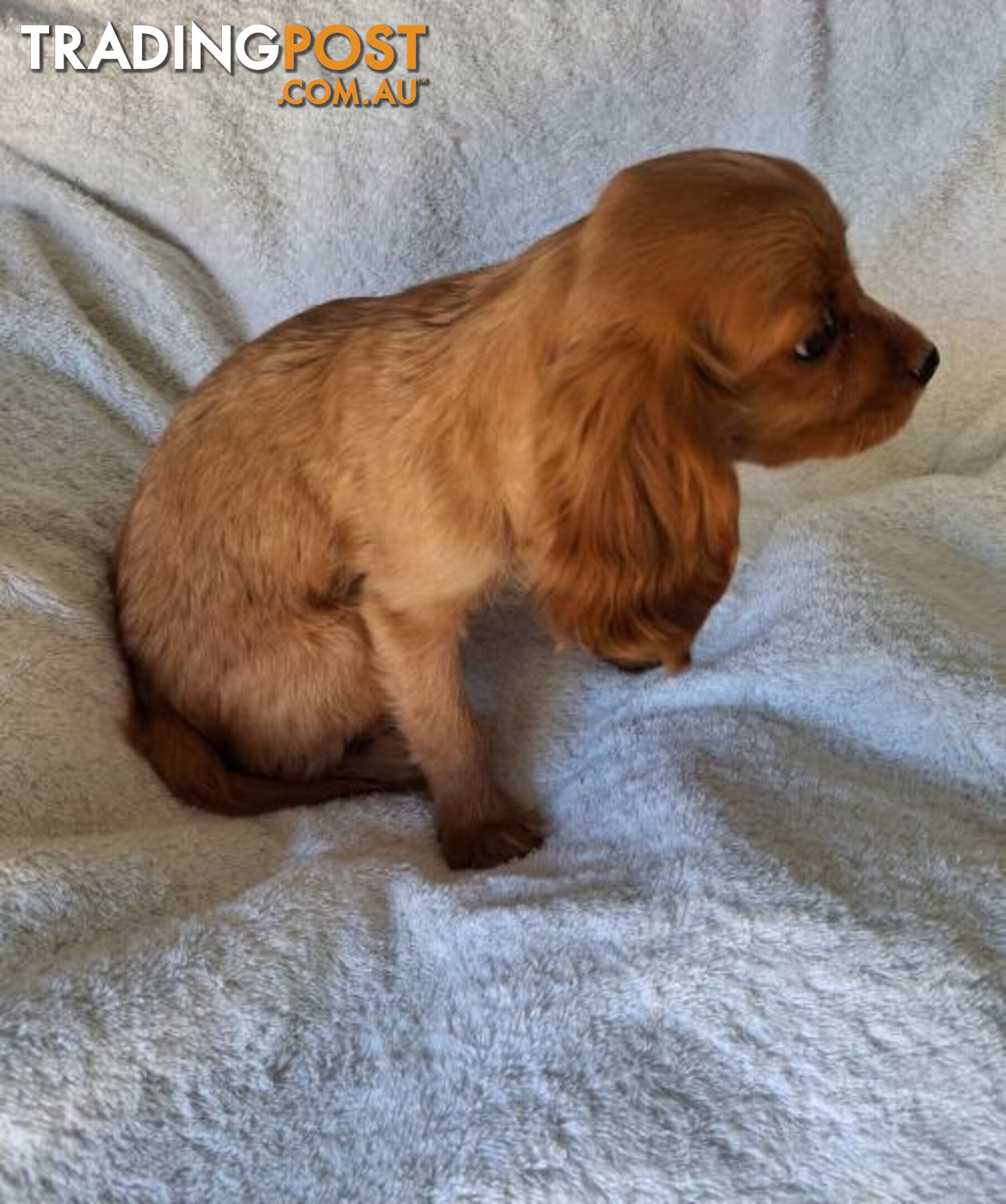 ABSOLUTELY GORGEOUS CAVALIER KING CHARLES