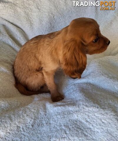 ABSOLUTELY GORGEOUS CAVALIER KING CHARLES