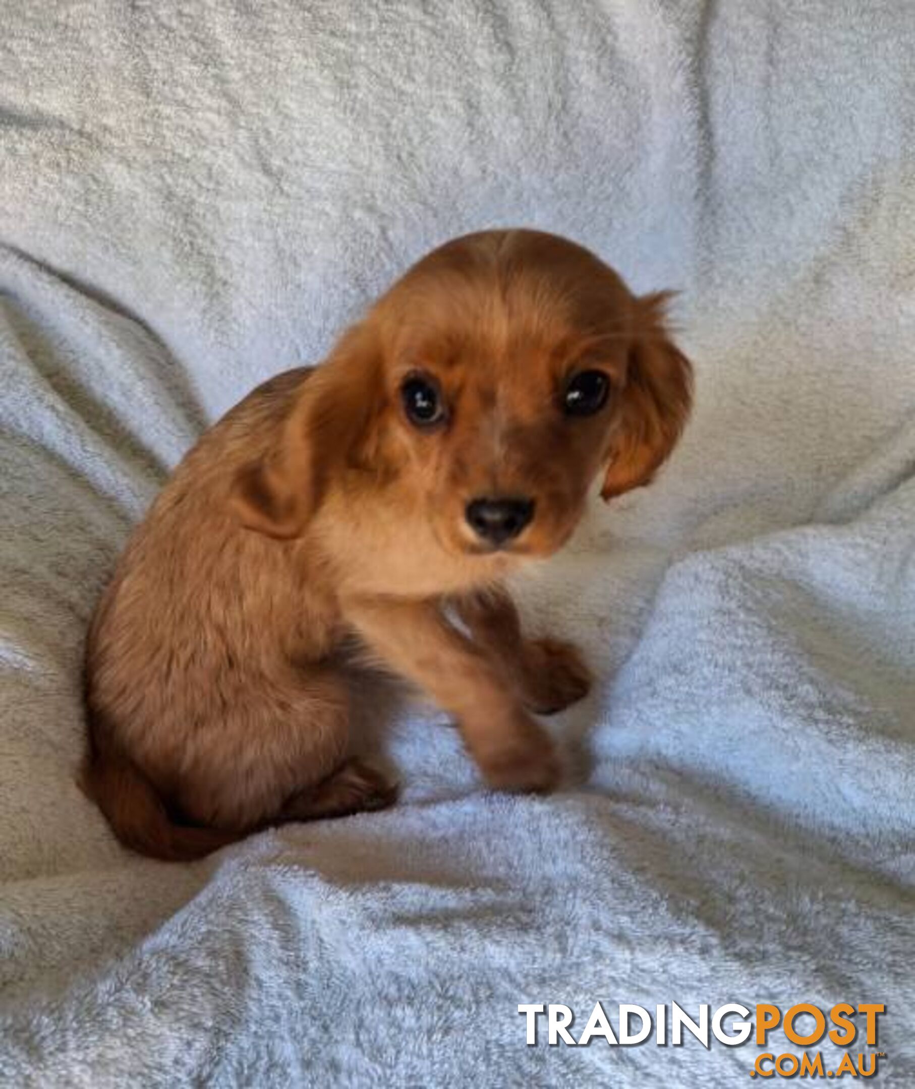 ABSOLUTELY GORGEOUS CAVALIER KING CHARLES