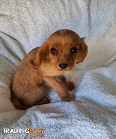 ABSOLUTELY GORGEOUS CAVALIER KING CHARLES