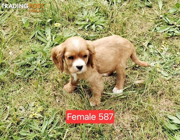 GORGEOUS COCKALIER - CAVALIER KING CHARLES / GOLDEN COCKER SPANIEL