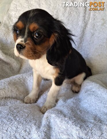 CAVALIER KING CHARLES