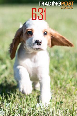 GORGEOUS COCKALIER - CAVALIER KING CHARLES / GOLDEN COCKER SPANIEL