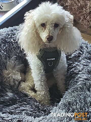 Toy poodle white