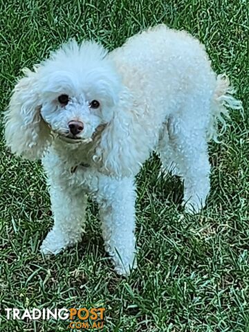 Toy poodle white