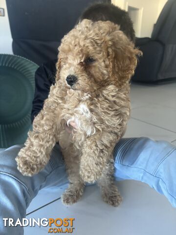 Pure Bred Male Cavoodle