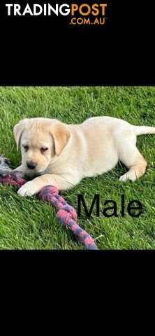 Purebred Labrador Puppies