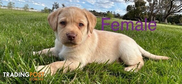 Purebred Labrador Puppies