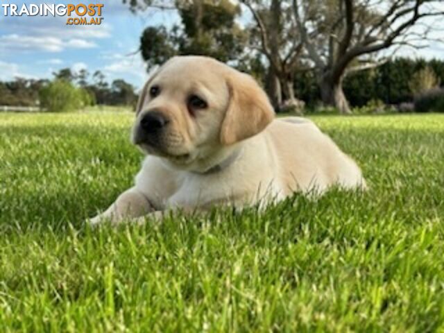 Purebred Labrador Puppies