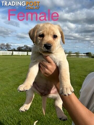 Purebred Labrador Puppies