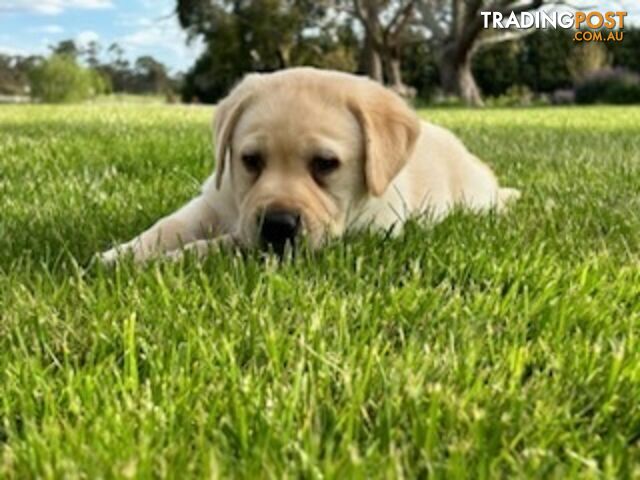 Purebred Labrador Puppies