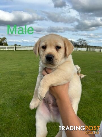 Purebred Labrador Puppies