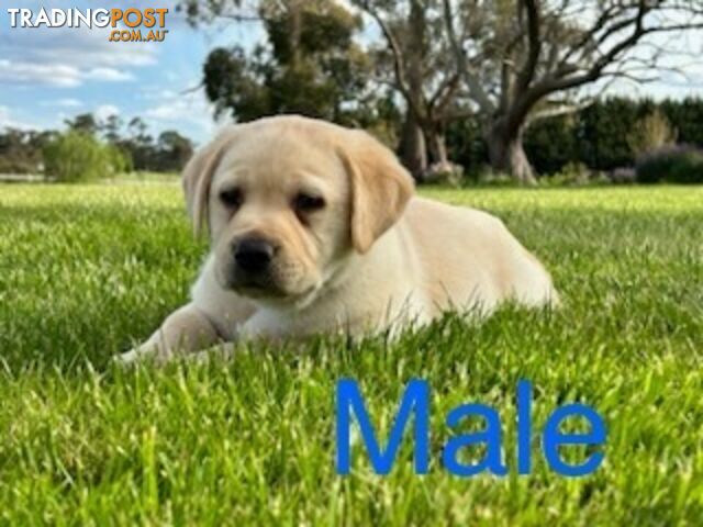 Purebred Labrador Puppies