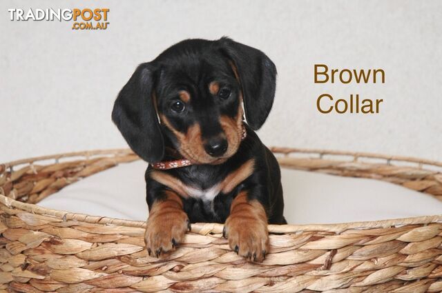 Purebred Miniature Dachshund Puppies