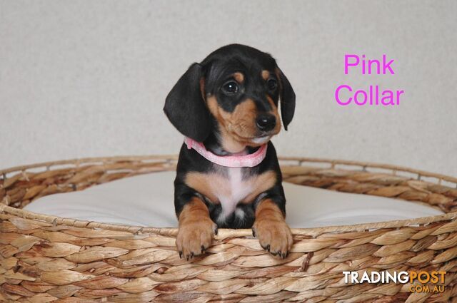 Purebred Miniature Dachshund Puppies