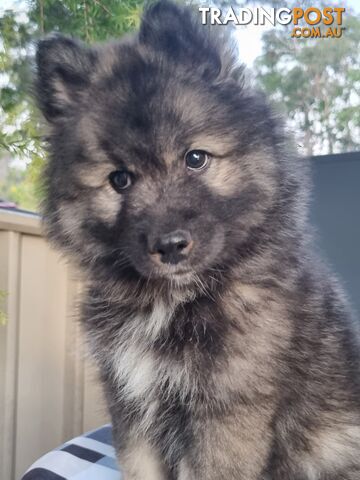 1 x male Pomsky puppy, ready for their forever homes now