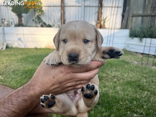 Labrador retriever puppies