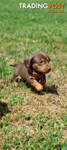 Minature Dachshund Puppies