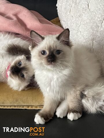 Pure bred Ragdoll kittens -2  both males desexed and fully vaccinated