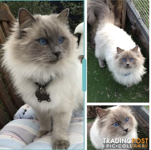 Ragdoll male stud available for service, not for sale