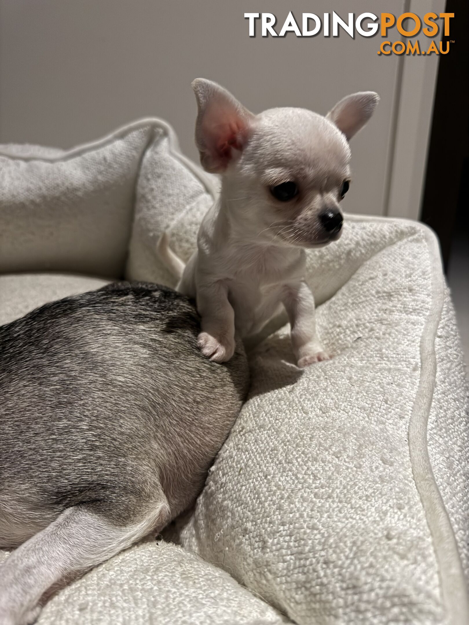 Chihuahua For Sale In Delaware