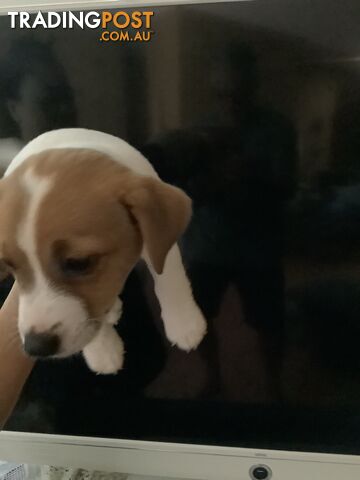 Jack Russell puppies for sale