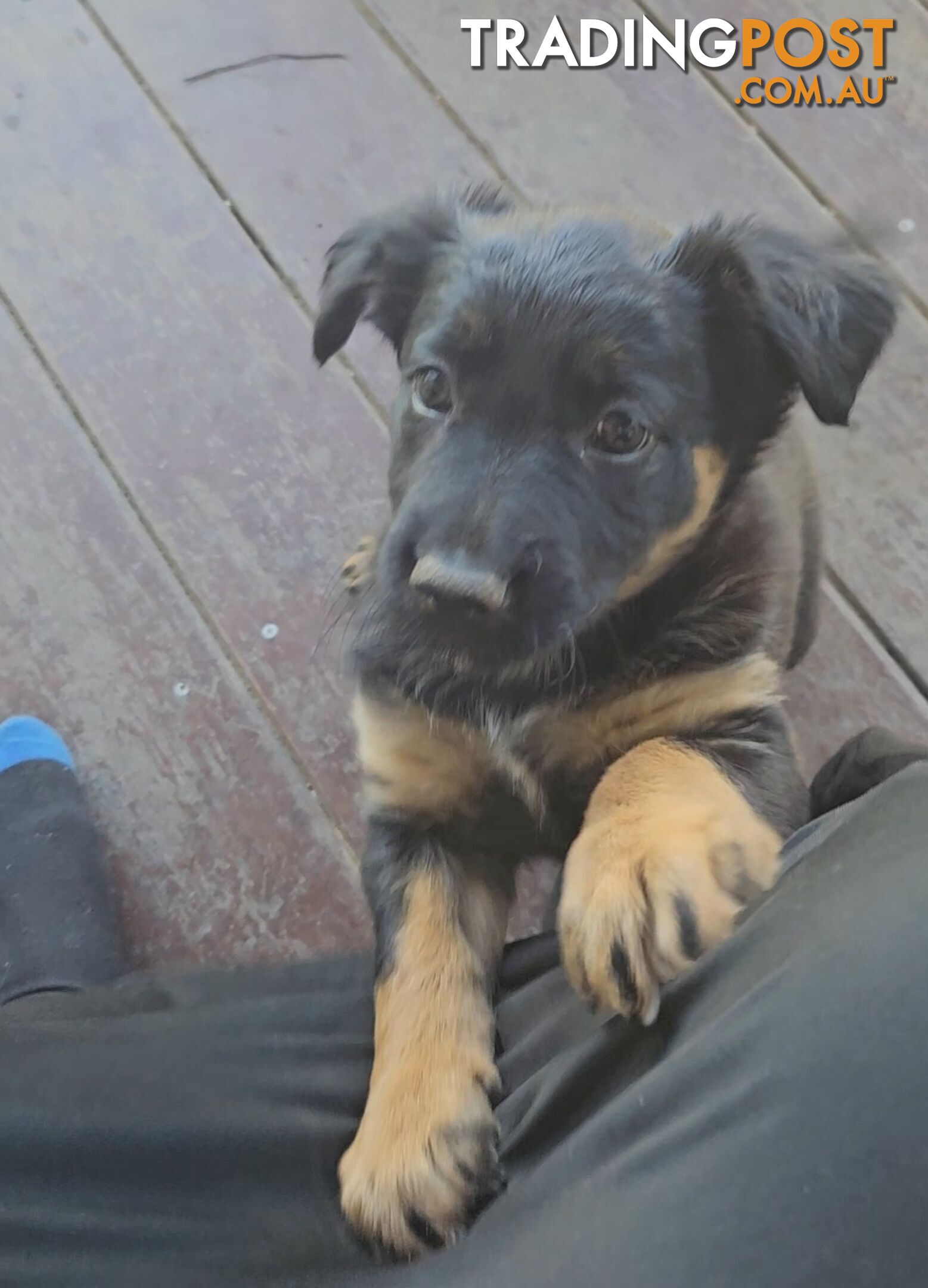 Kelpie x Border Collie Puppies