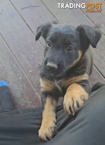 Kelpie x Border Collie Puppies