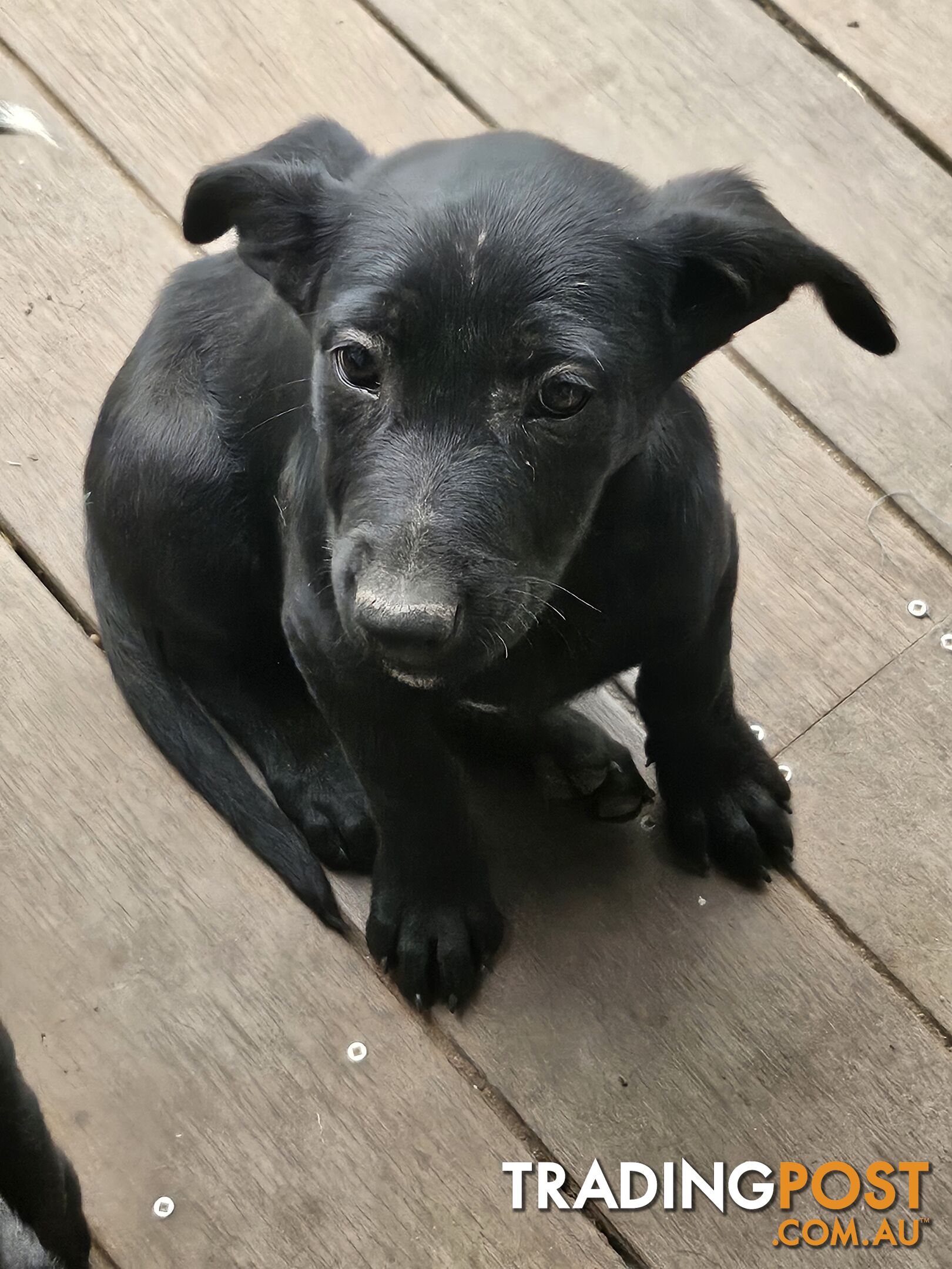 Kelpie x Border Collie Puppies