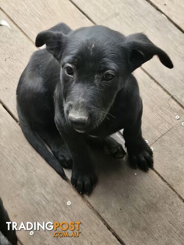 Kelpie x Border Collie Puppies