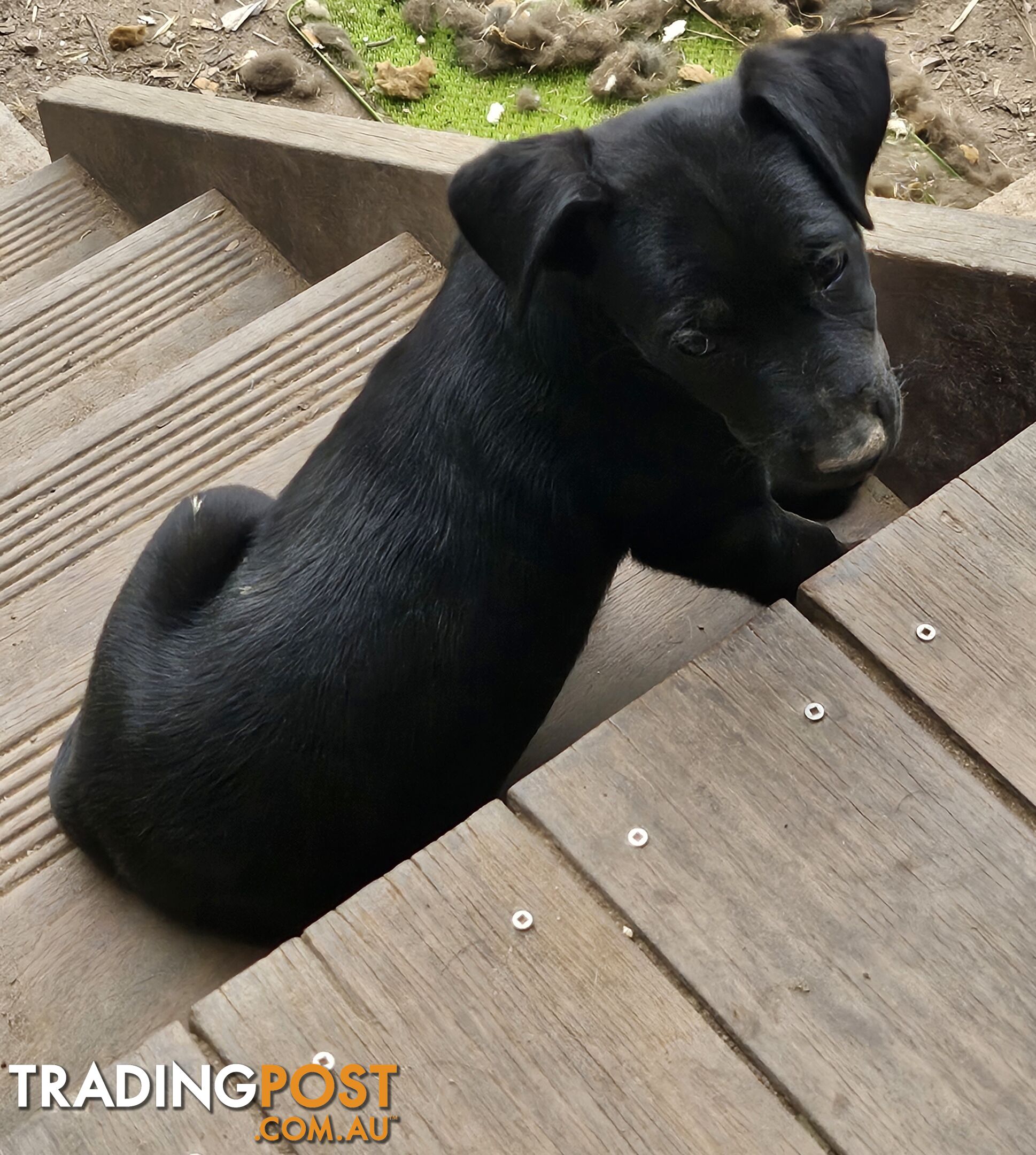 Kelpie x Border Collie Puppies