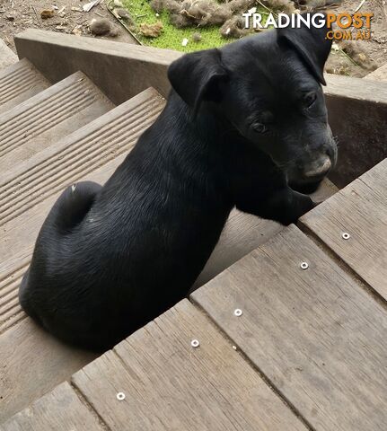 Kelpie x Border Collie Puppies