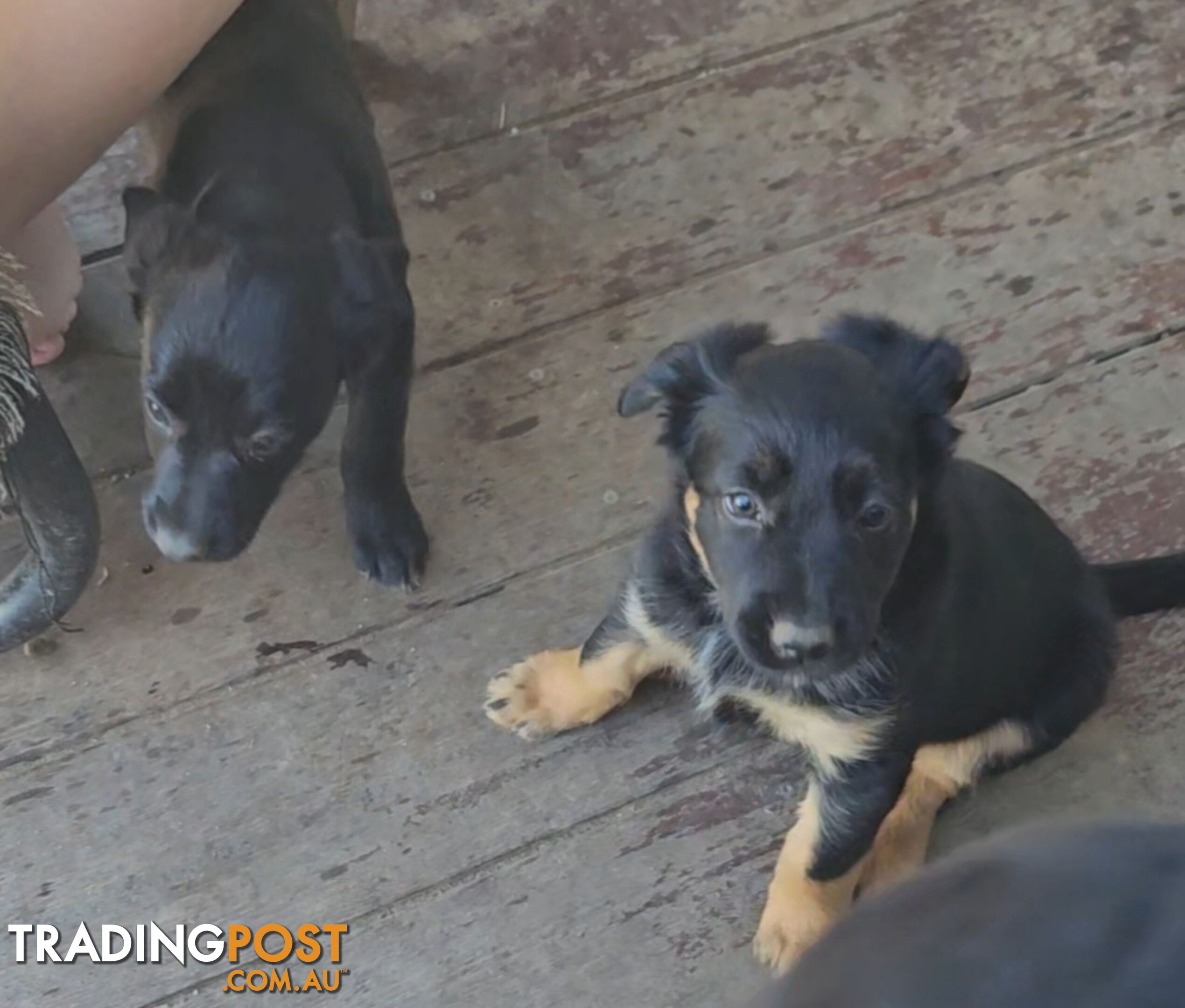 Kelpie x Border Collie Puppies