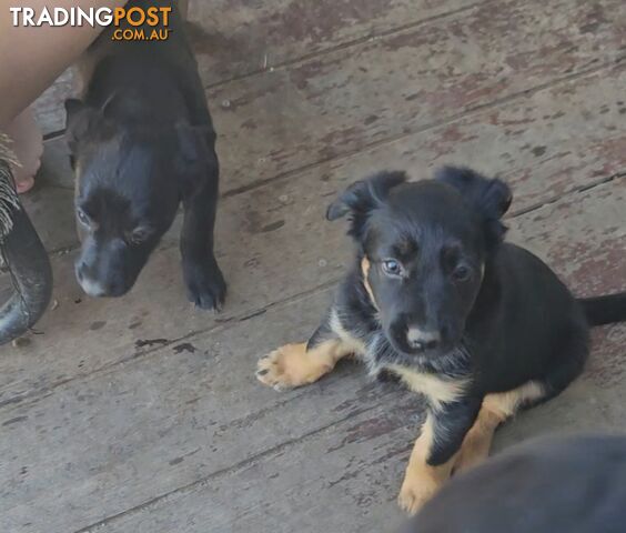 Kelpie x Border Collie Puppies