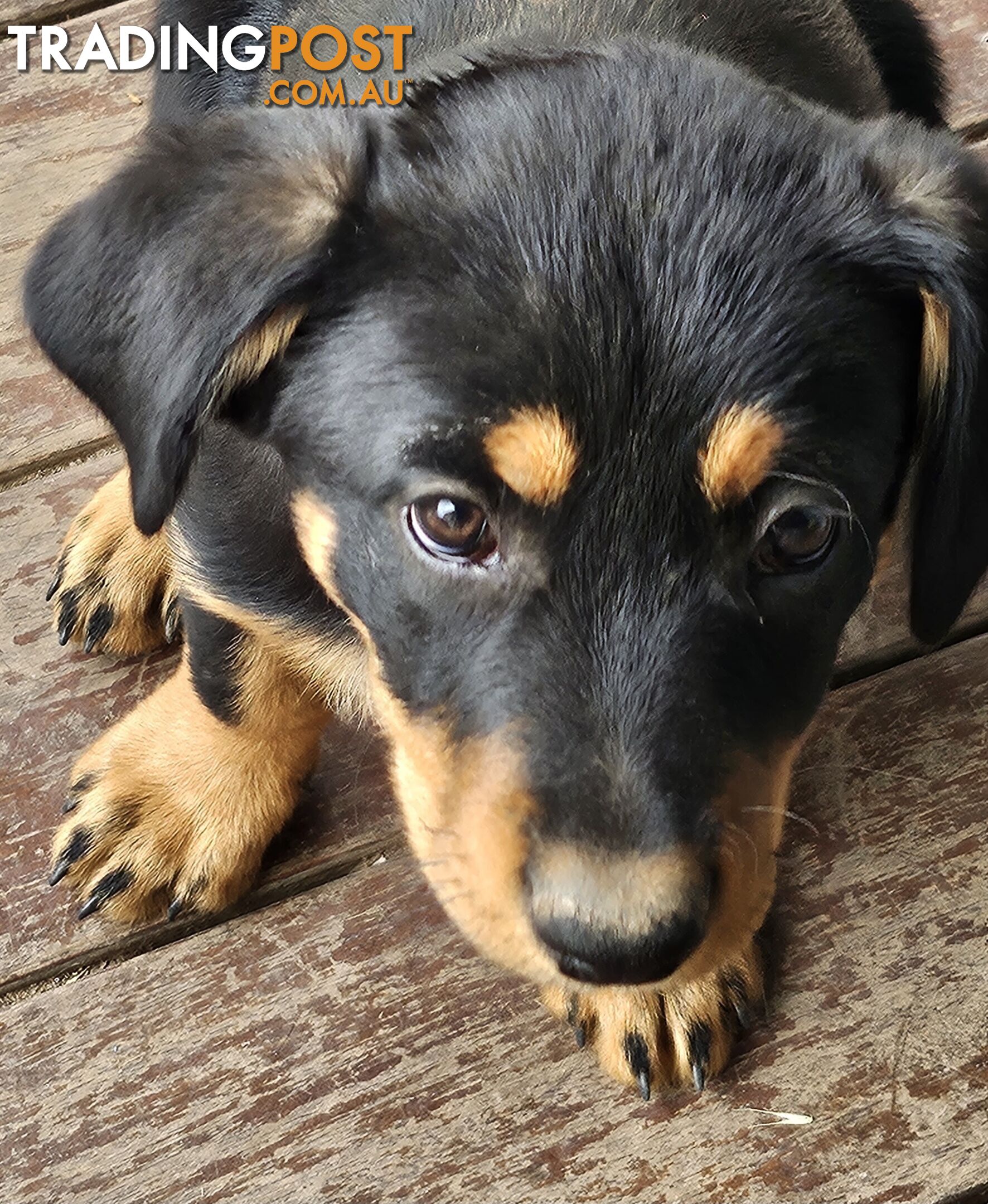 Kelpie x Border Collie Puppies