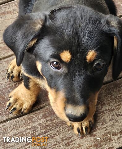 Kelpie x Border Collie Puppies